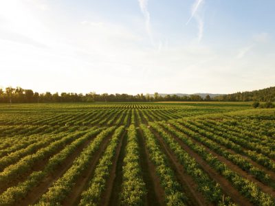 Direito do Ambiente e Agricultura - Área de Atuação - Carlos Andrade Arantes Advogados