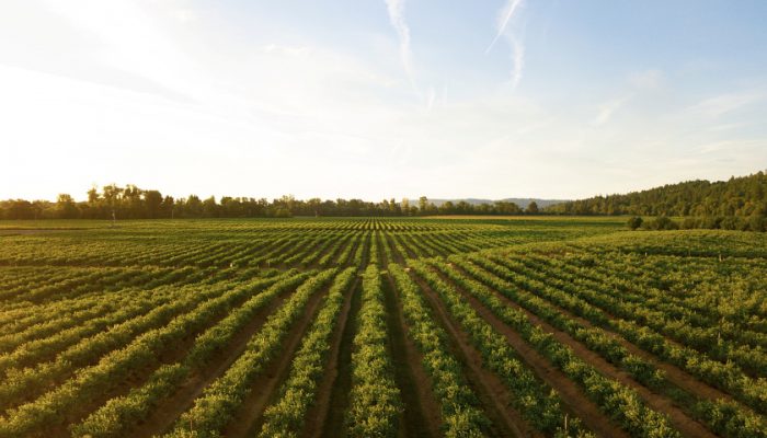 Direito do Ambiente e Agricultura - Área de Atuação - Carlos Andrade Arantes Advogados