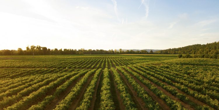 Direito do Ambiente e Agricultura - Área de Atuação - Carlos Andrade Arantes Advogados